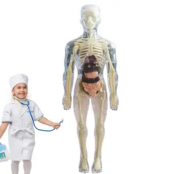 Игрушки Интерактивное человеческое тело 3D Модель органа тела Реалистичная Мягкая модель анатомии человеческого тела Обучающие игрушки Съемная кость органа